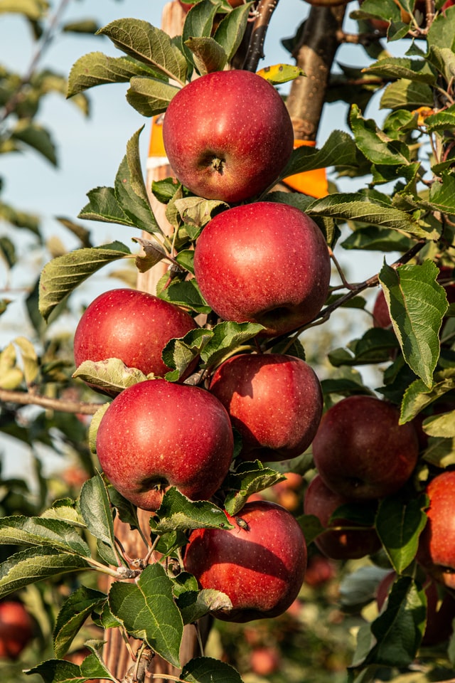 Red apples on a tree